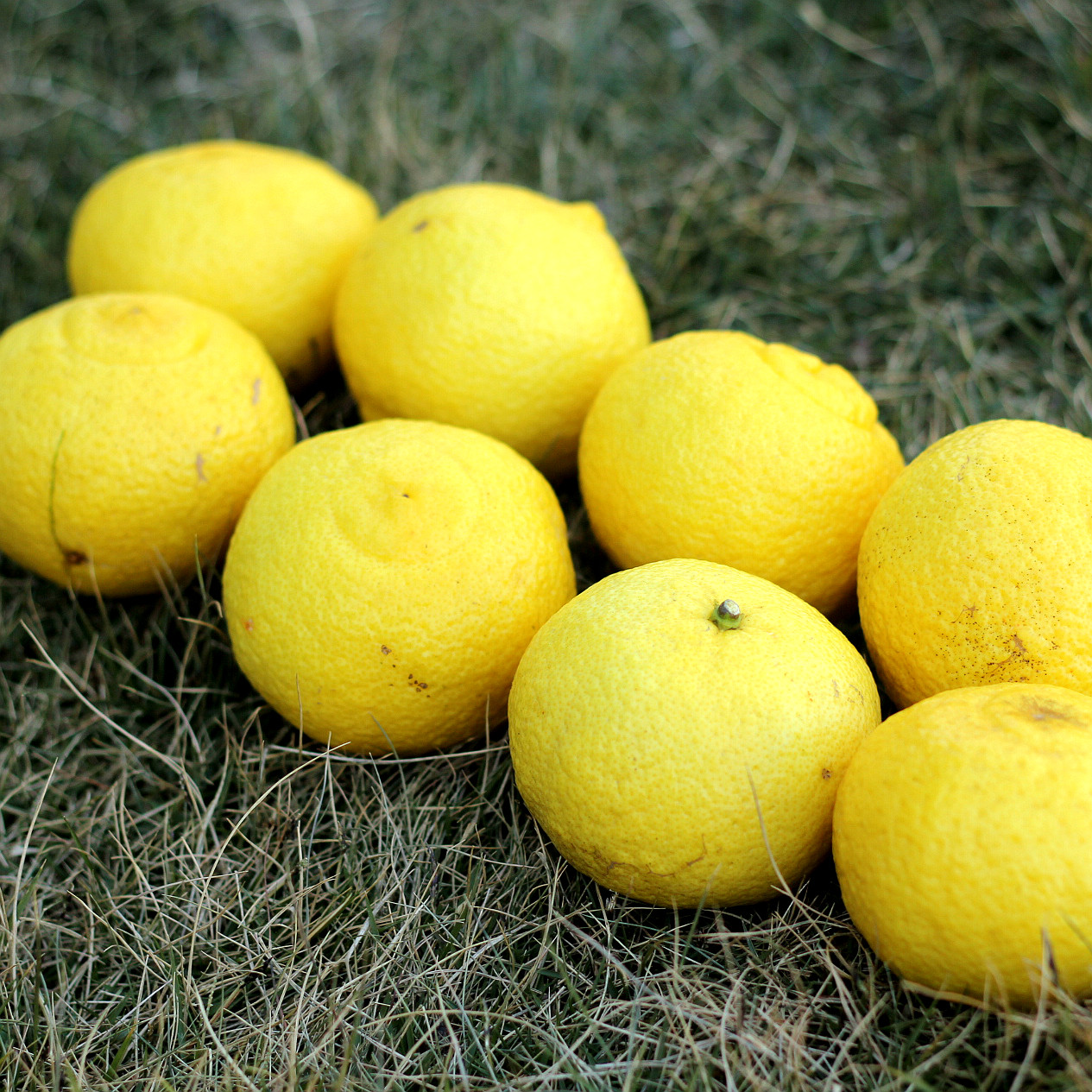 日本礼盒精品水果清香新鲜桔子金贡春香黄金贡桔子