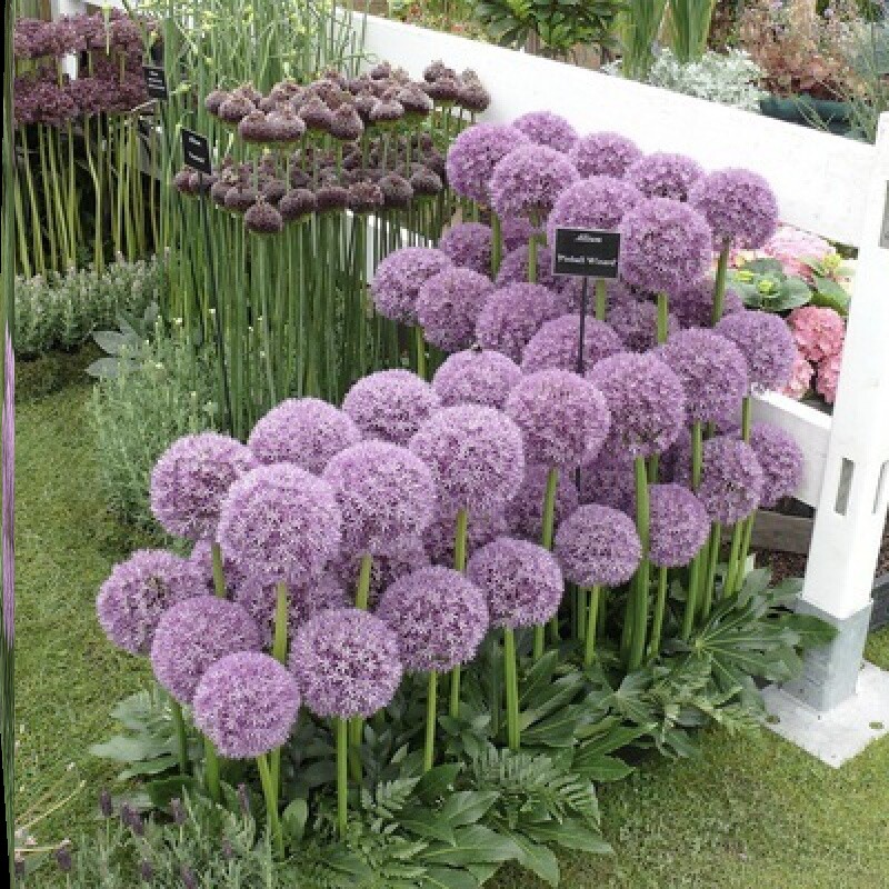 进口大花葱大种吉安花绒球葱庭院盆栽园艺绿化种球