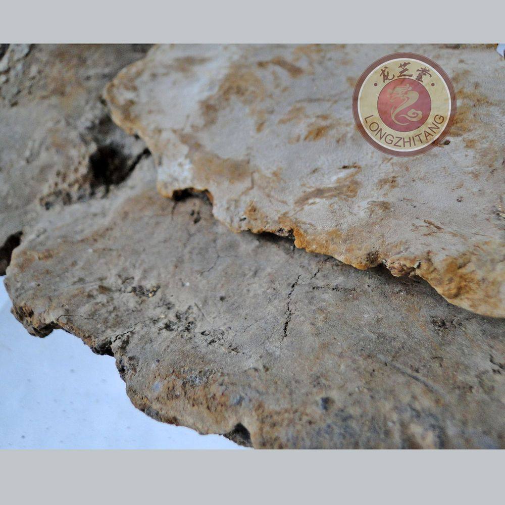 正宗长白山天然斑褐孔林芝灵芝500克整枝灵芝