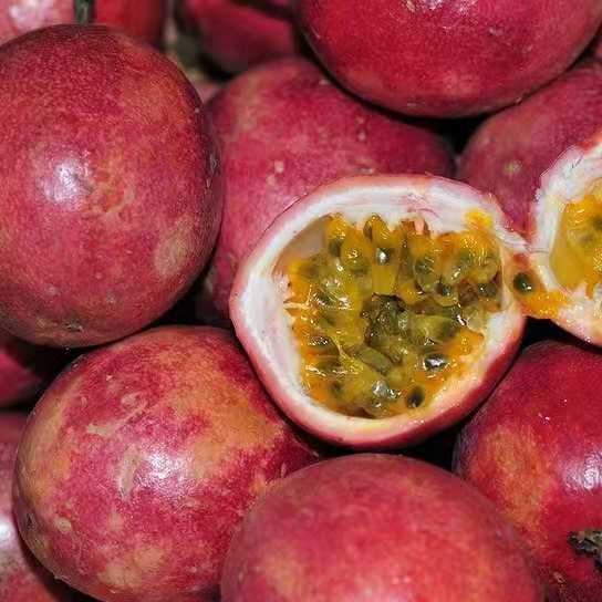 【现摘立发】广西百香果2斤特级大果