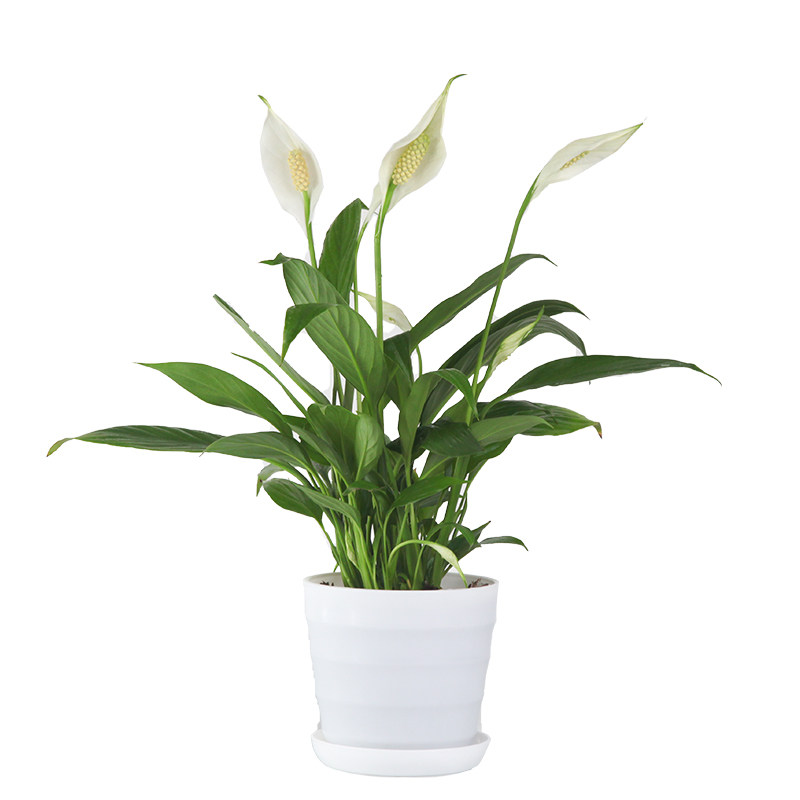 白掌盆栽植物水培室内盆栽植物室内一帆风顺四季开花包邮净化空气