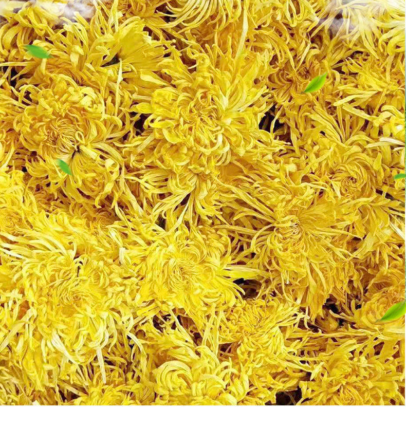 含露菊念路露菊同仁堂玲雁菊的功效花茶野生正品菊茶官网克冬季萄