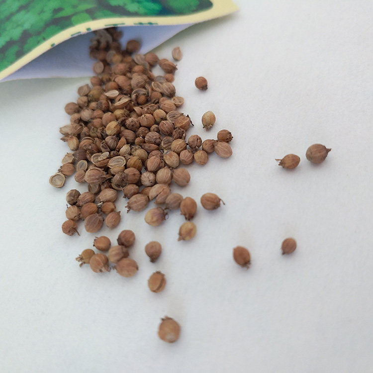 四季播紫色油麦菜蔬菜种子阳台盆栽香菜散装生菜菠菜茴香小青菜籽