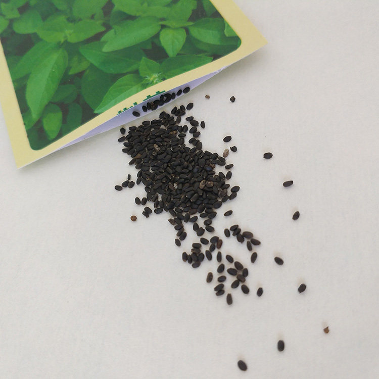 冬季播五香菜荆芥种子室内植物阳台四季盆栽草莓易种蔬菜苗青菜籽