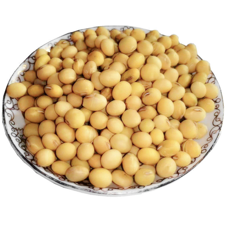 2021年新鲜黄豆大粒转基因大豆豆芽品种笨黄豆浆黄豆