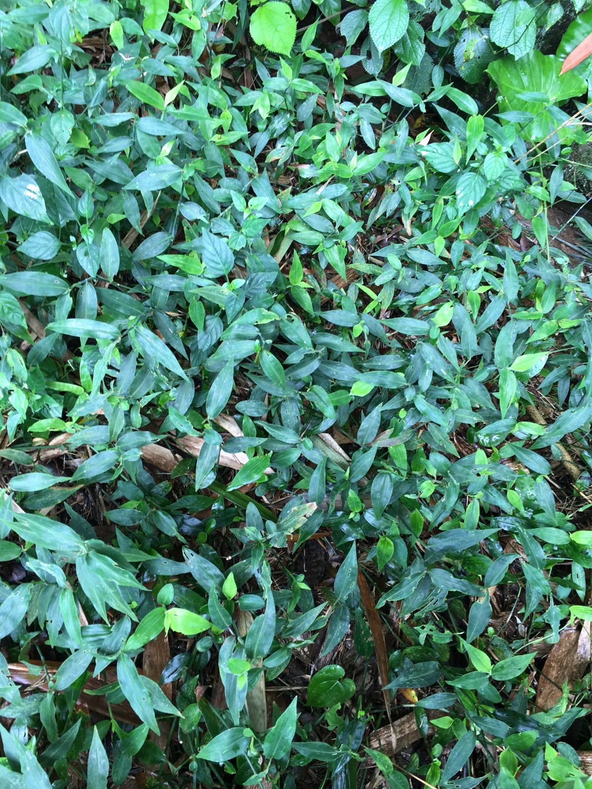 野生新鲜鸭跖草翠蝴蝶竹叶菜碧竹子淡竹叶竹篙菜岭南特产一斤包邮