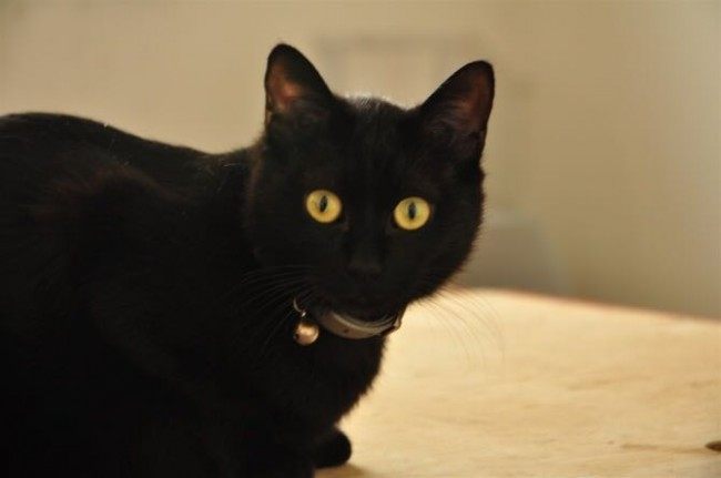 孟买出售黑猫小黑黑豹活体金黄眼睛黑色纯种宠物训练