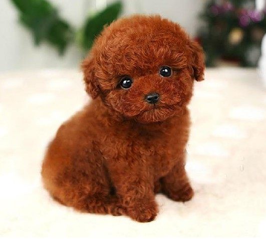 家养纯种红泰迪幼犬茶杯长不大的泰迪狗玩具型迷你赛级活体g2y