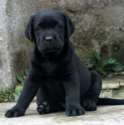 纯种拉布拉多幼犬黑色狗狗支持支付宝交易公母都有狗狗