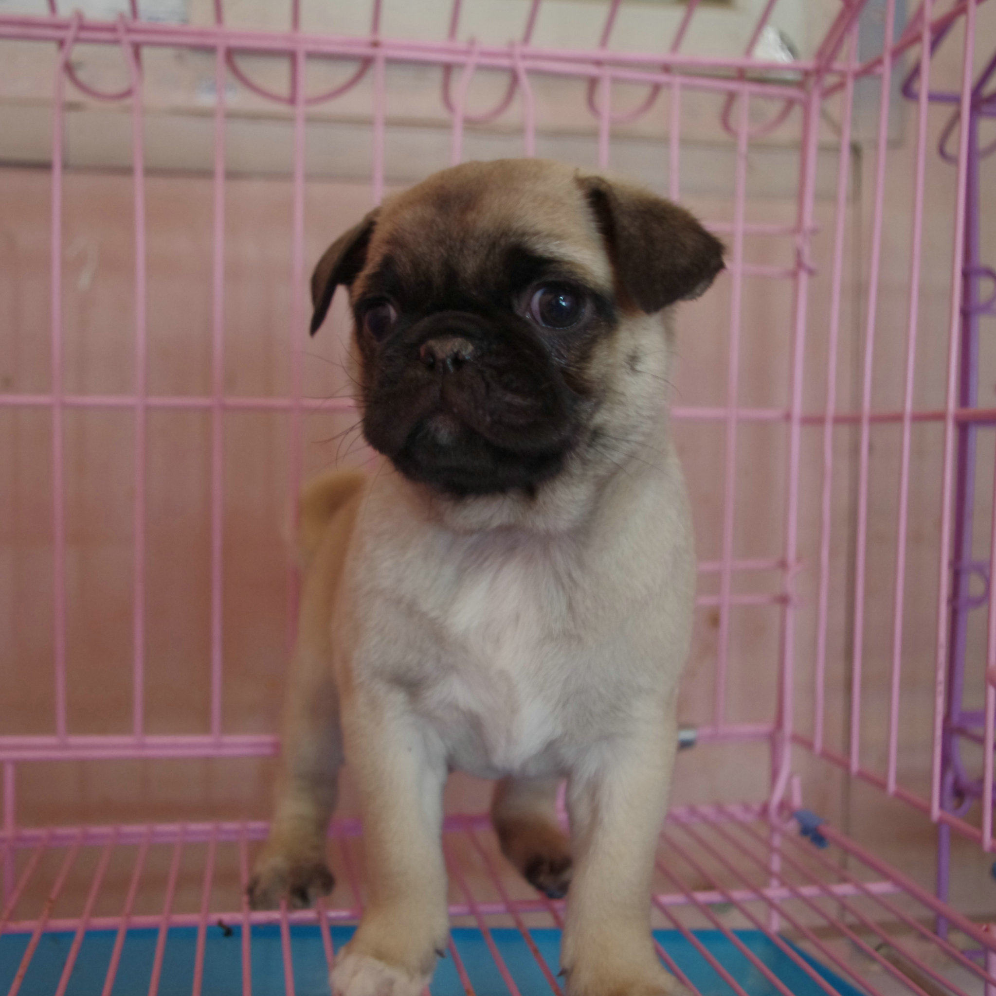 哈巴纯种巴哥幼犬活体八哥狗狗支持支付宝可视狗狗