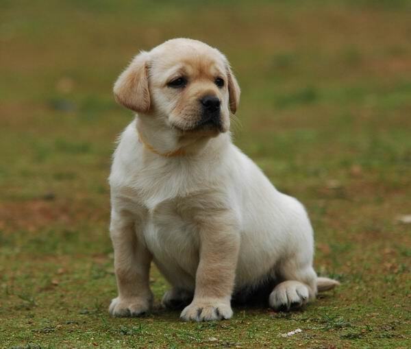 拉布拉多纯种白色活体小七同款家庭伴侣血统纯正狗狗