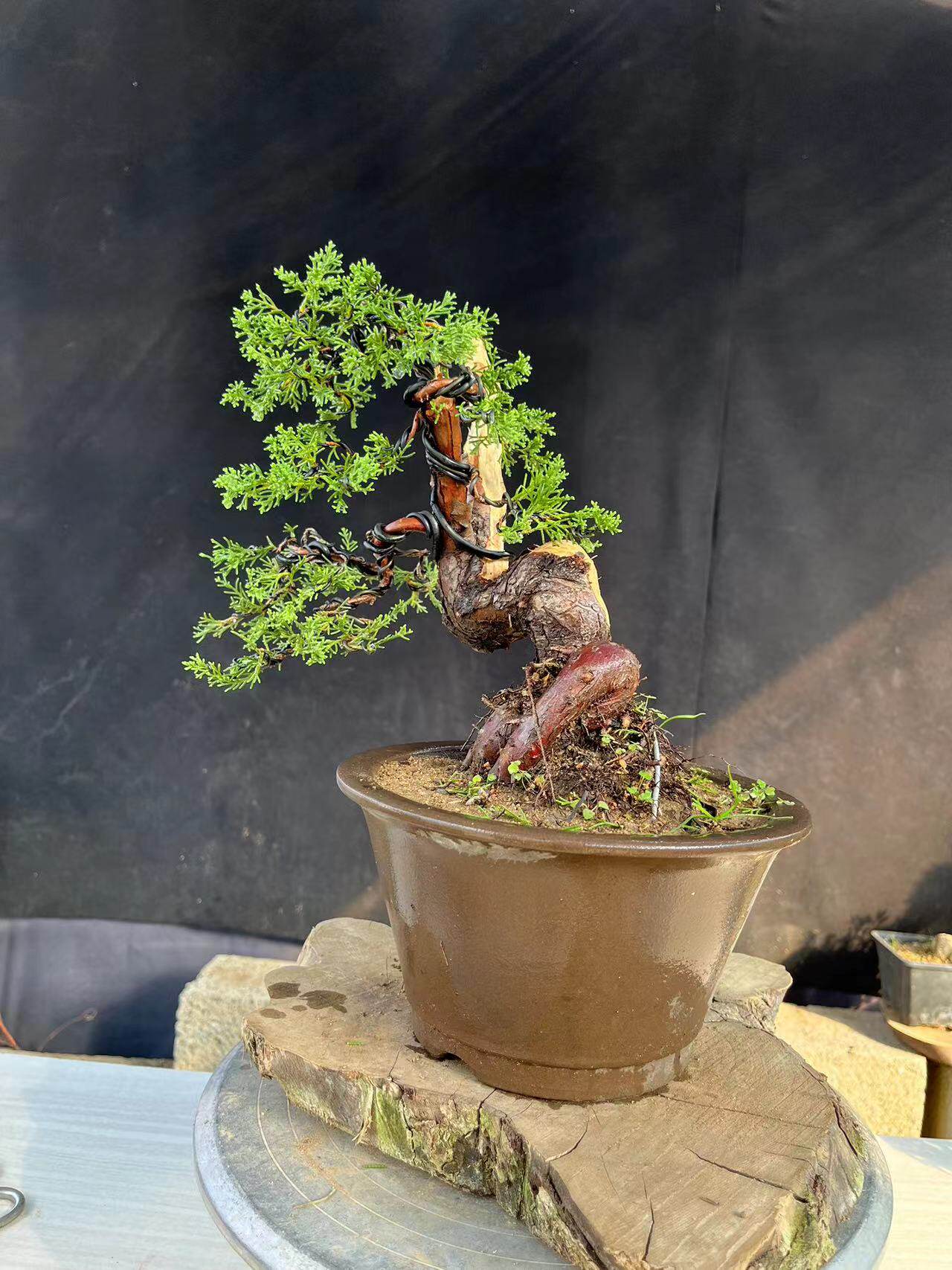 盆景微型地柏真柏五针大阪松小黑松黄杨时令草本花卉