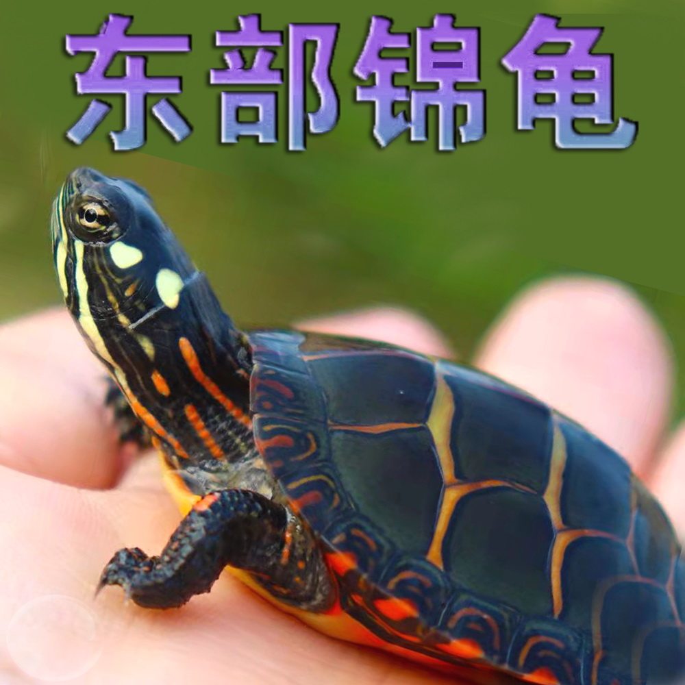 东锦东部龟苗深水小乌龟西锦南锦龟活玩具具体龟