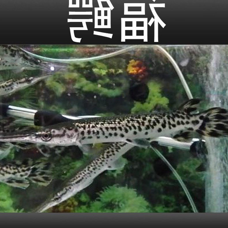 火箭长嘴尖嘴观赏鱼大型凶猛鱼福鳄鳄鱼