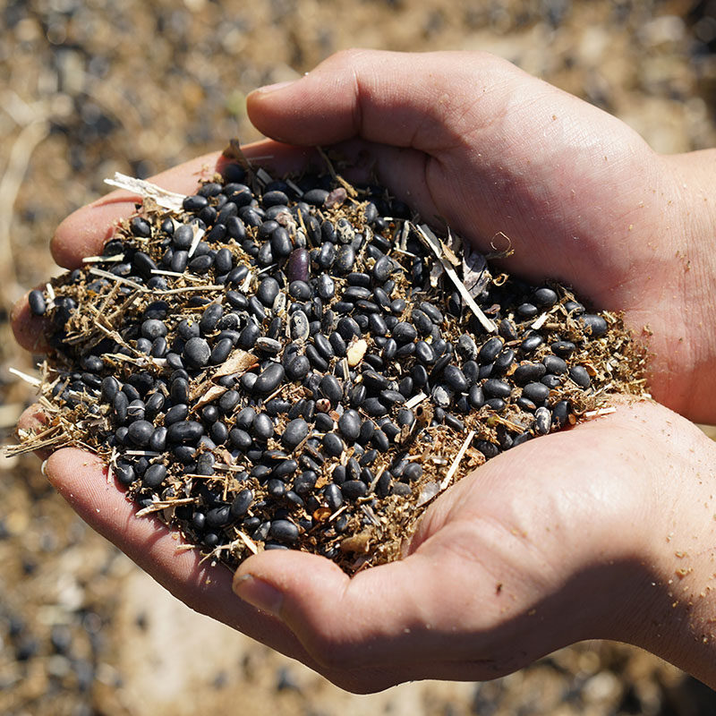 王小五谷杂粮品种小黑豆腰形黄芯心芯心黑豆500g黑豆