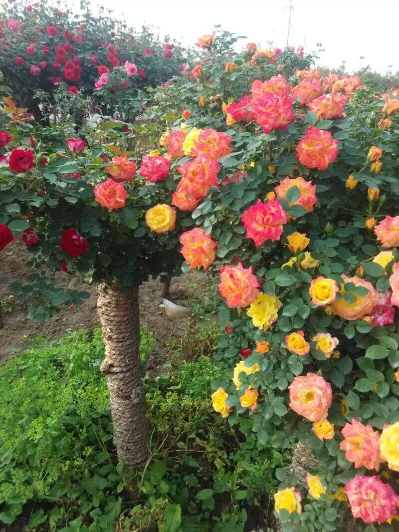 树状月季树桩树形月季树型 嫁接月季 大花月季欧月 月季苗月季树