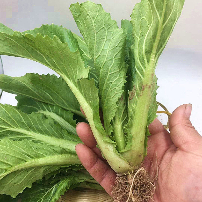 顺丰小白菜新鲜毛白菜5斤当季蔬菜油白菜青菜白菜秧产地直销