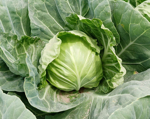 苏北新鲜包菜卷心菜大头菜甘蓝9斤农家自种应季叶菜类