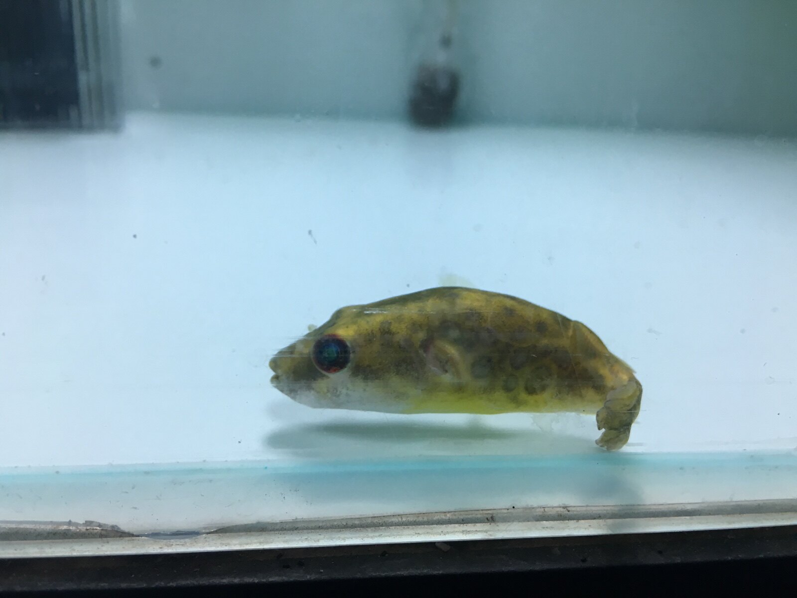 活体绿森林狗头河豚潜水艇泰国淡水凶猛热带观赏鱼鱼