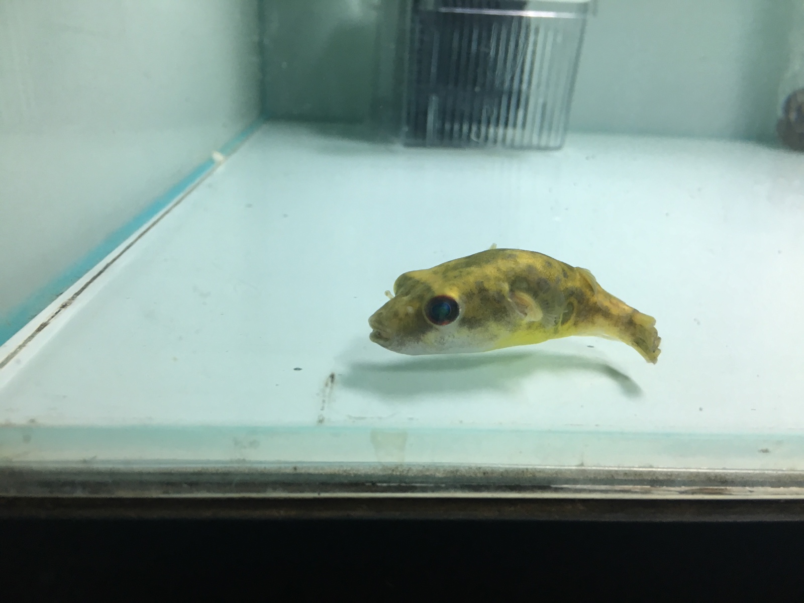 活体绿森林狗头河豚潜水艇泰国淡水凶猛热带观赏鱼鱼