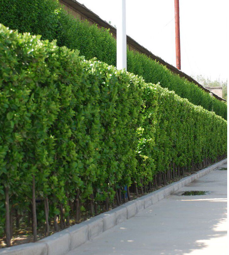 北海道黄杨大叶法国冬青围墙绿化别墅庭院栅栏篱笆树苗四季青小苗