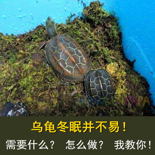 冬眠指导乌龟过冬用品苔藓水苔椰土全套草龟爬虫