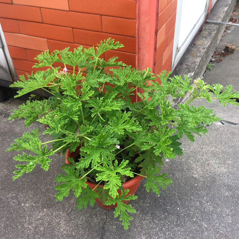 驱蚊盆栽香草植物室内防蚊庭院净化空气香叶绿植花卉