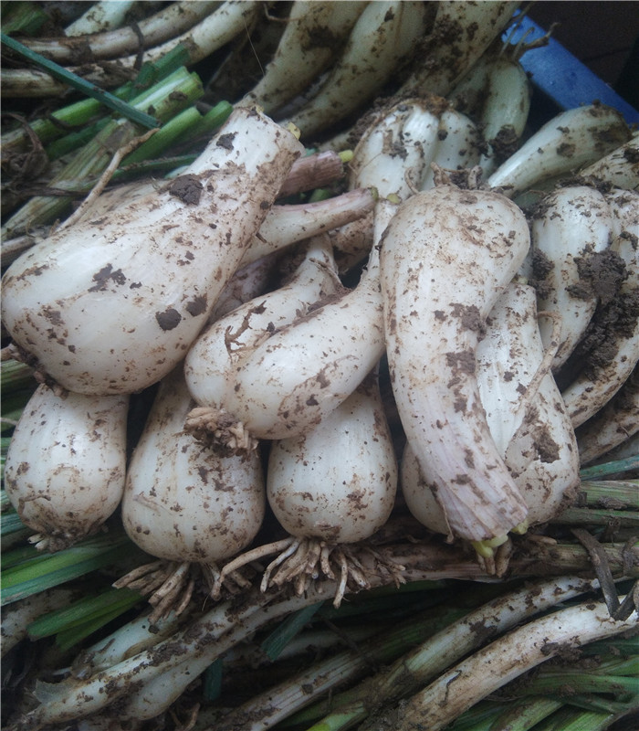 新鲜荞头农家自种四川藠头荞头包邮现挖茭头去根其它