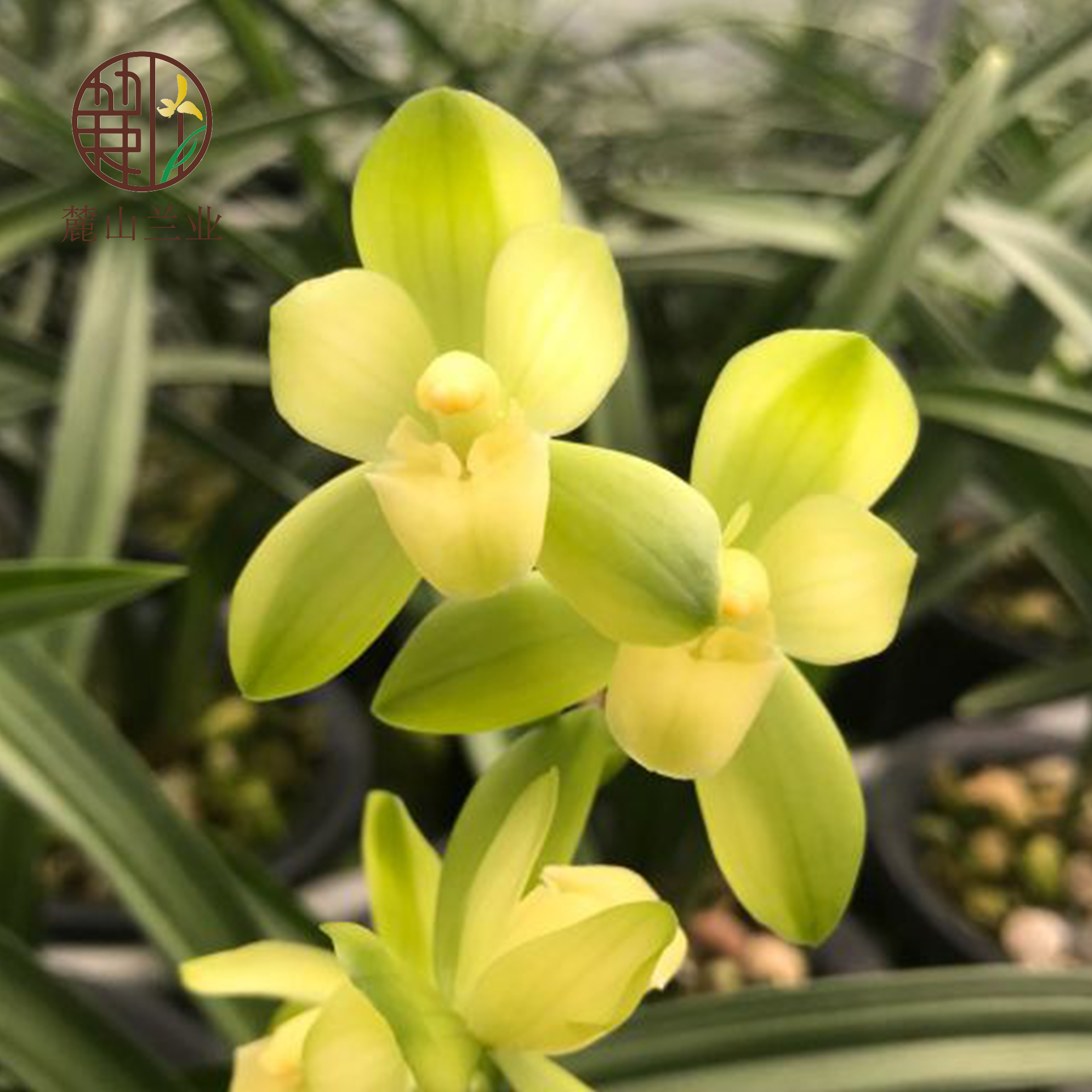兰花翁源花苗花苞极品品荷建兰洛阳素荷浓香时令草本花卉