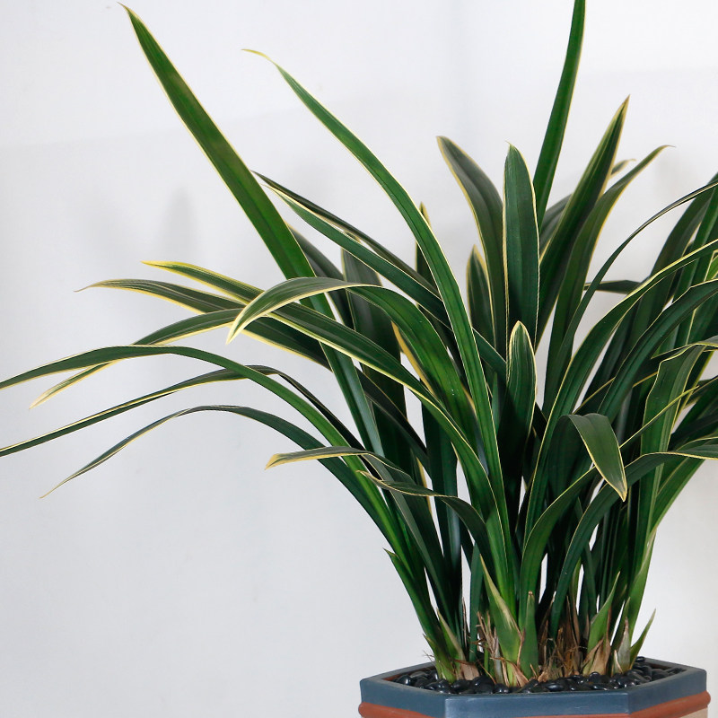 墨兰银托浓香兰花苗带花苞办公室阳台客厅卧室绿植盆栽花卉