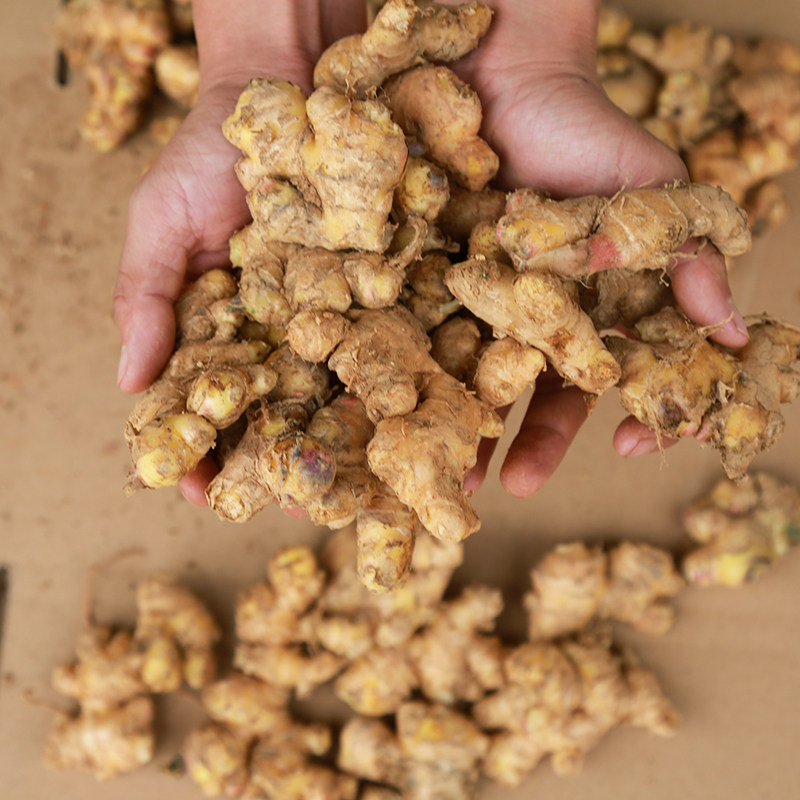 精选云南文山小黄黄姜小块姜碎姜嫩姜新姜泡脚姜生姜