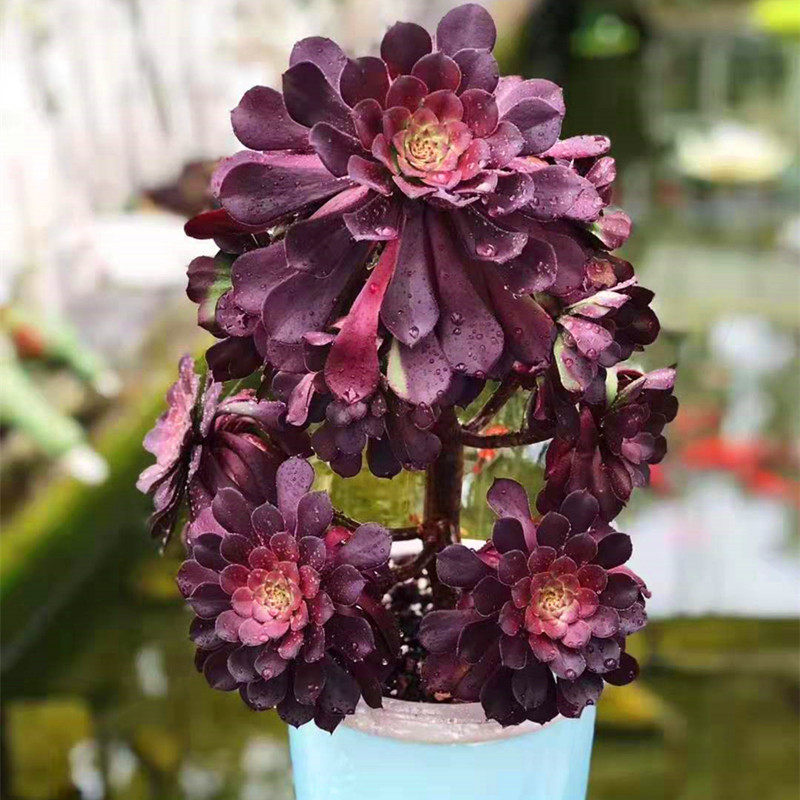 铜壶法师黑铜壶红铜壶老桩群生手捧花玫瑰法师多肉植物花满汐直供