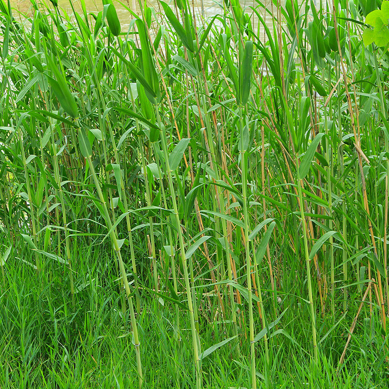 湖北新鲜粽叶现摘野芦苇叶 野廖叶粽子叶加冰保鲜包装1.5斤免邮