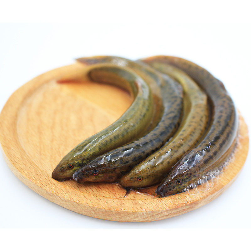 泥鳅微山湖野生鲜活鳅黄新鲜大板500g活体体现淡水鱼类