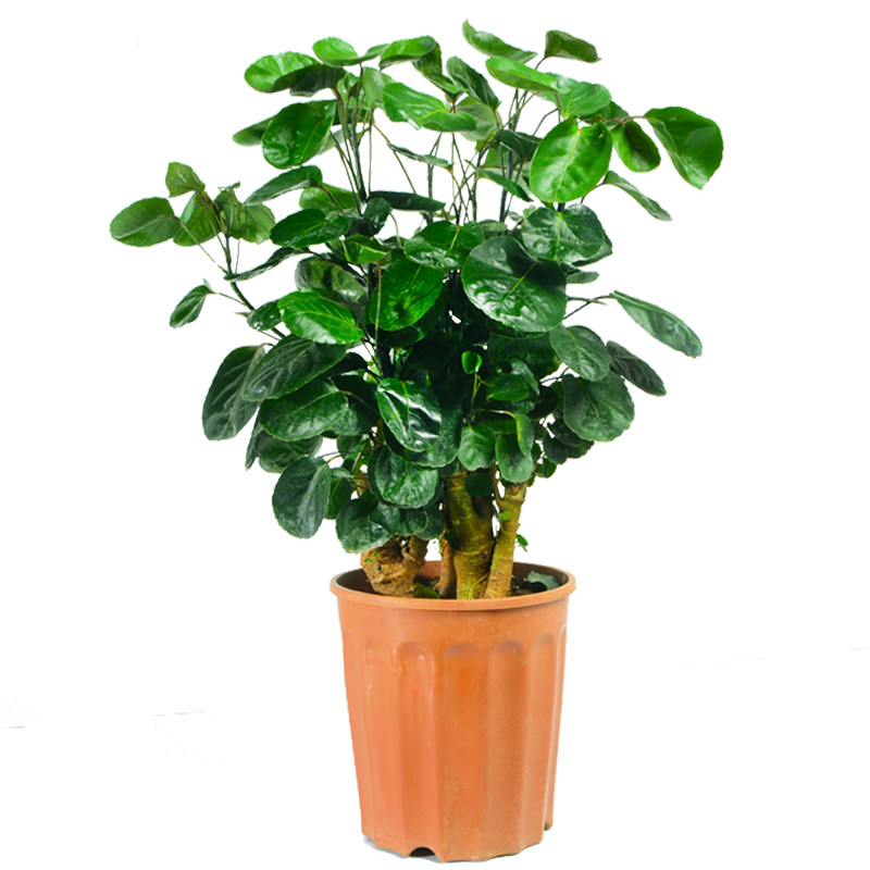 金钱福禄运气招财客厅摇钱树多多钱多多绿植净化空气绿植