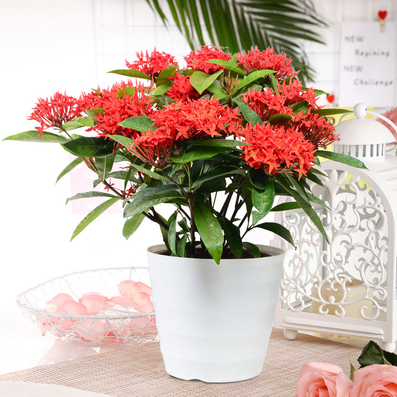 老桩龙船花盆盆栽带花室内客厅办公室观花植物时令草本花卉