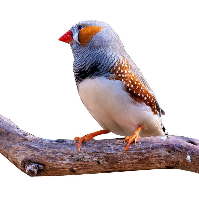 驼色珍珠鸟活体活物白色灰色鸟灰珍珠送粮观赏鸟