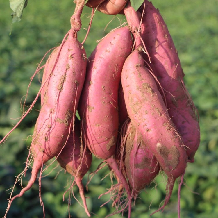 红薯助农新鲜白心5斤10斤白芯板栗番薯芋头番薯