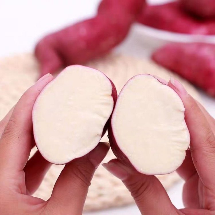 红薯助农新鲜白心5斤10斤白芯板栗番薯芋头番薯