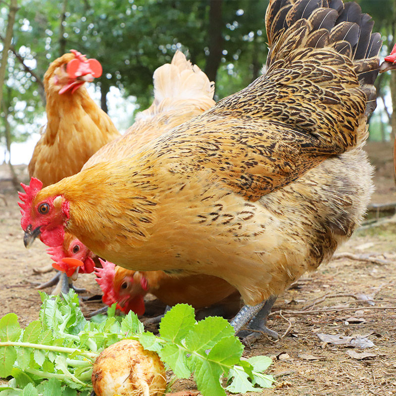 正宗农家土鸡养老母鸡新鲜整鸡活鸡现杀笨鸡整鸡