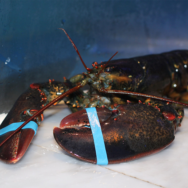 成都包活鲜活波龙2斤超大波士顿特大龙虾5斤活虾