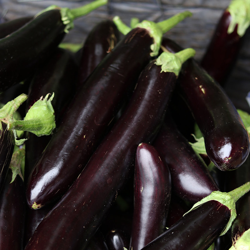 茄子新鲜5斤山东农家自种长线嫩现蔬菜包邮茄子