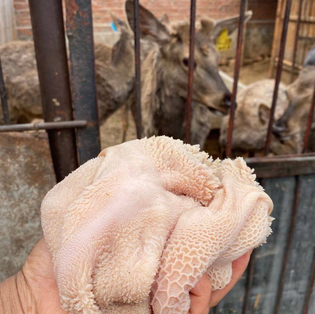 包邮 肉食材 吉林梅花鹿鲜鹿肚5斤活杀干净速冻保温箱加冰顺丰空运