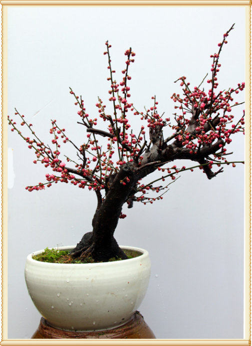 室内盆栽盆景花卉红梅花苗树桩盆景红梅腊梅盆栽梅花当年开花实拍_双