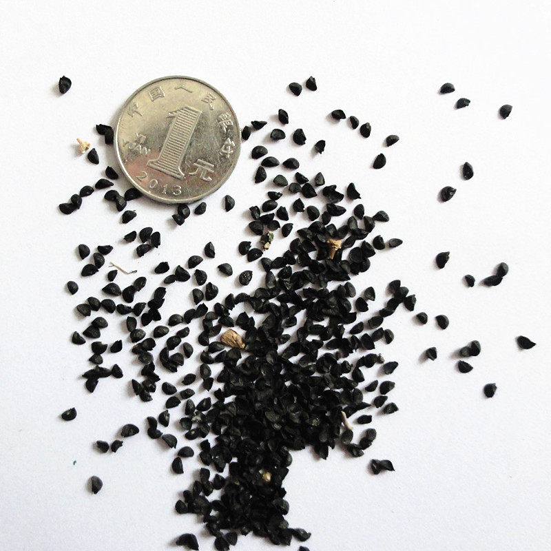 种子改良韭葱海蒜小根蔬菜农家阳台田园春秋家庭园艺种子