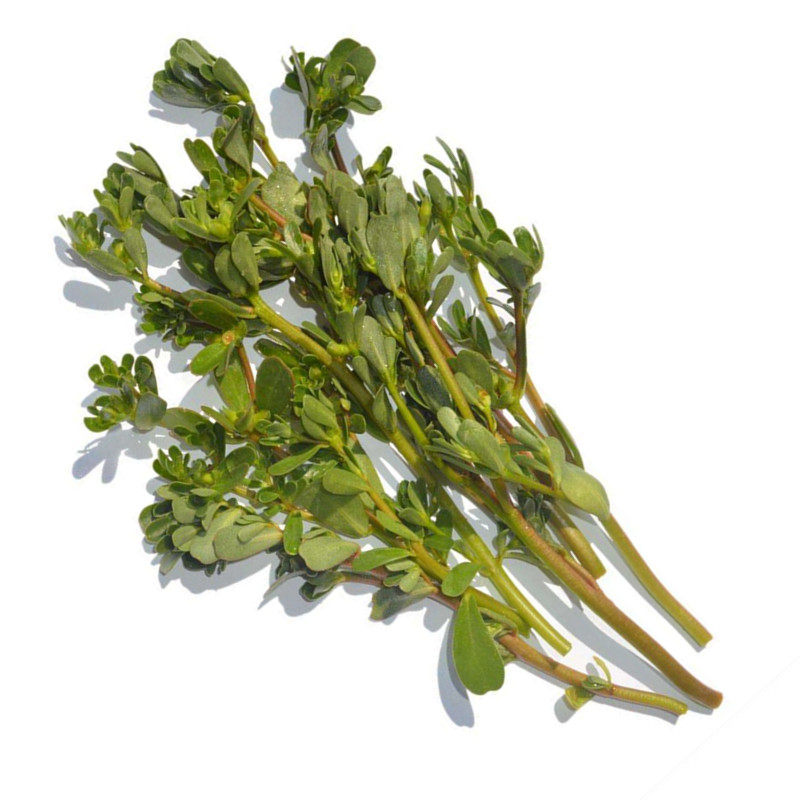 正宗野生食用马齿苋种子子马芷苋太阳花野菜阳台家庭园艺种子