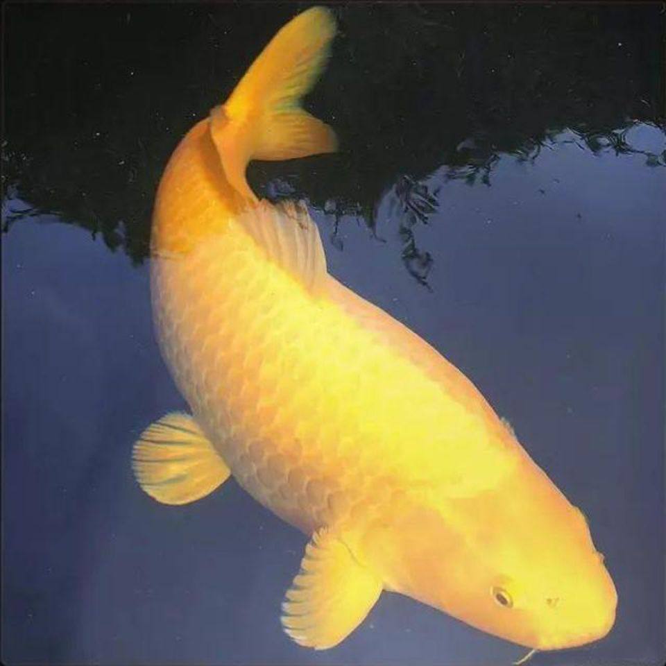 鱼苗饲料热带鱼小红鱼活体金鱼黑金观赏鱼锦鲤观赏鱼