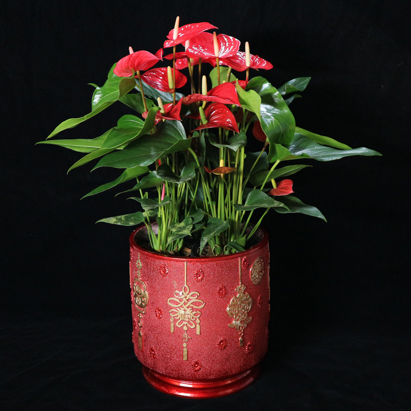 红掌大盆园艺桌面会议室办公会议办公会办公西塔花盆时令草本花卉