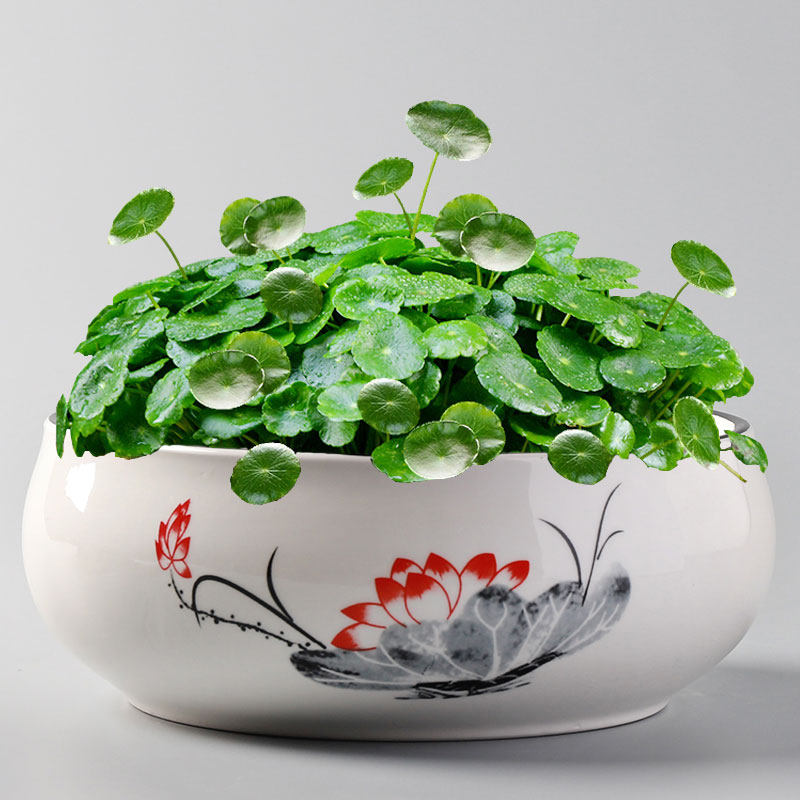 水培花盆一叶铜钱金钱水仙创意绿萝无孔陶瓷花盆