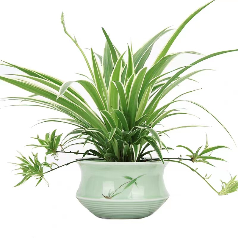 精品金边吊兰盆栽花卉植物室内阳台净化空气去甲醛小绿植垂吊客厅